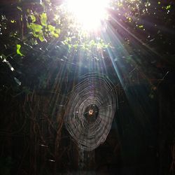 Close-up of spider web against bright sun