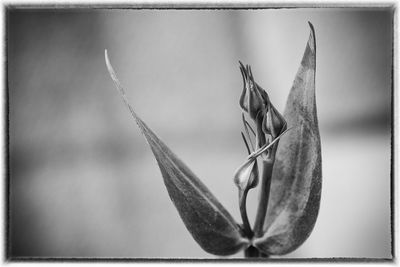 Close-up of butterfly on plant