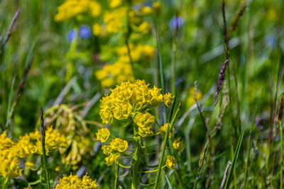 Close-up of yellow flowering plants on field