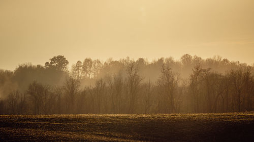 View of a hazy treeline, lit by an autumn sunset in northern kentucky.
