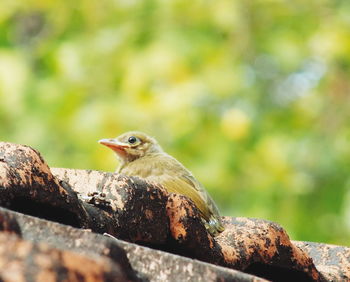 Close-up of bird perching on white background