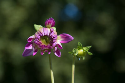 Close-up of pink flower blooming outdoors