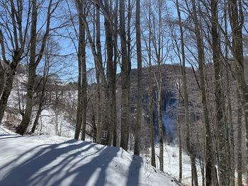 Bare trees on snow covered land during winter