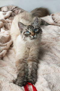 Adorable cat of seal lynx point color with blue eyes is lying on a pink blanket near to the window. 