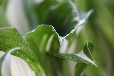 Close-up of wet plant leaves