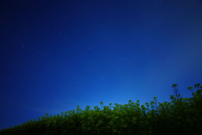 Low angle view of trees against clear blue sky