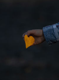 Close-up of hand holding orange flower against black background