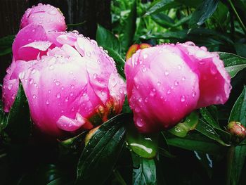 Close-up of pink flower