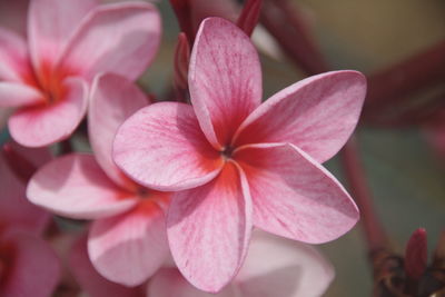 Close-up of pink flowers