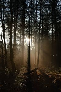 Sun shining through trees in forest