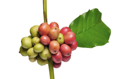 Close-up of cherries against white background