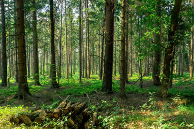 Trees in forest