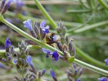 Close-up of bee pollinating on flower