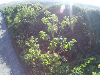 Plants growing in park