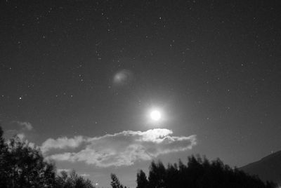 Low angle view of trees against sky at night