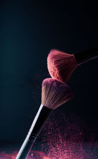 Close-up of pink roses against black background