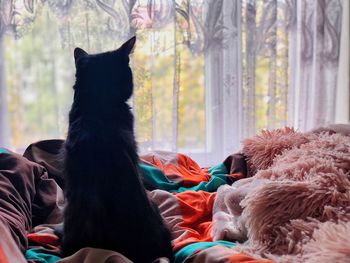 Cat sitting on a window