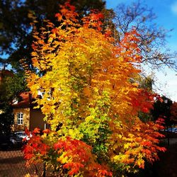 Autumn leaves on tree trunk