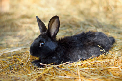 Black mini rabbit