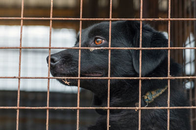 Dog in animal shelter waiting for adoption. dog behind the fences. canine behind bars. 