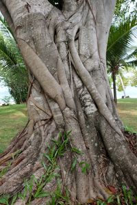 Close-up of tree trunk