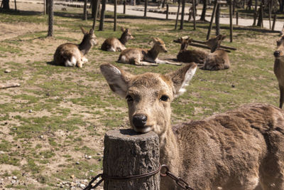 Portrait of deer on field