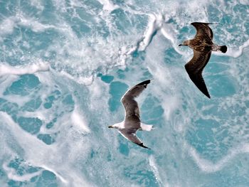 Seagulls flying over sea