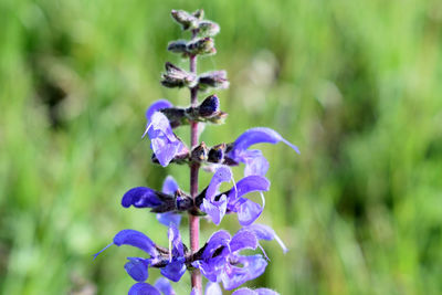 Close-up of purple flowering plant