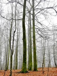 Bare trees in forest against sky