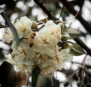 Late flowering stage of durian plant