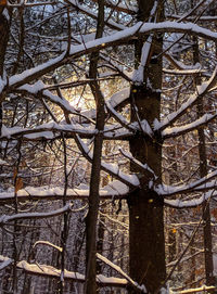 Close-up of bare tree in winter