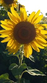 Close-up of sunflower