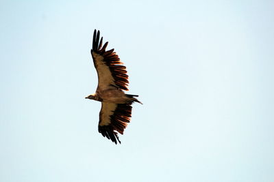 Low angle view of eagle flying against clear sky