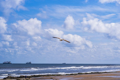 Seagulls flying over sea