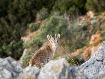 Portrait of wild goat