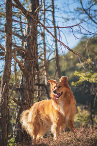 View of a dog in the forest