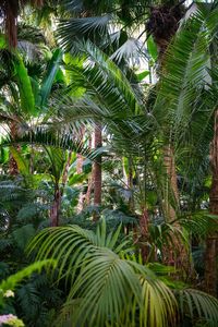 Close-up of palm tree