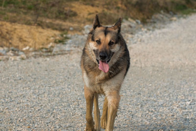 Dog looking away