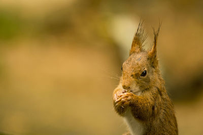 Close-up of squirrel