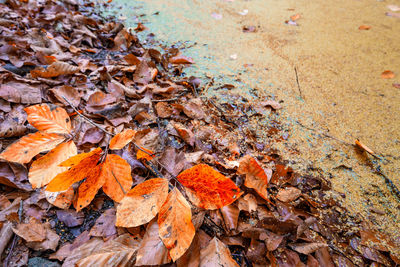 High angle view of autumn leaves on field