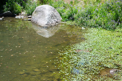 High angle view of turtle swimming in water