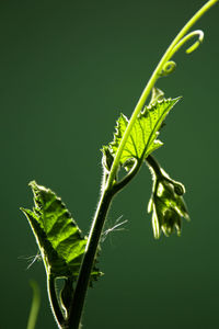 Close-up of green leaf