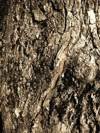 Full frame shot of tree trunk