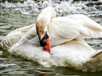 Swan floating on a basin 