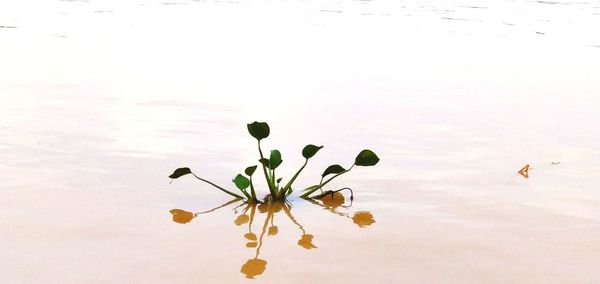 Close-up of plant by lake against sky