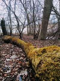 Surface level of bare trees in forest during winter