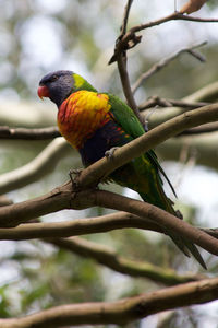 Low angle view of parrot perching on tree