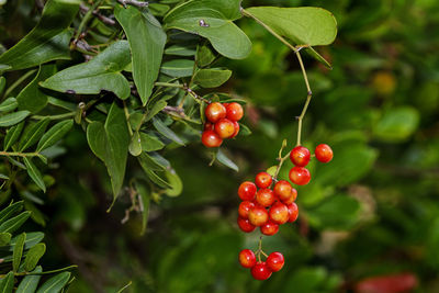 Fruit of the black bryony on mljet island, croatia