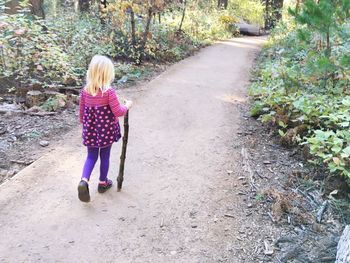 Footpath in forest