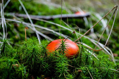 Close-up of orange plant growing on field